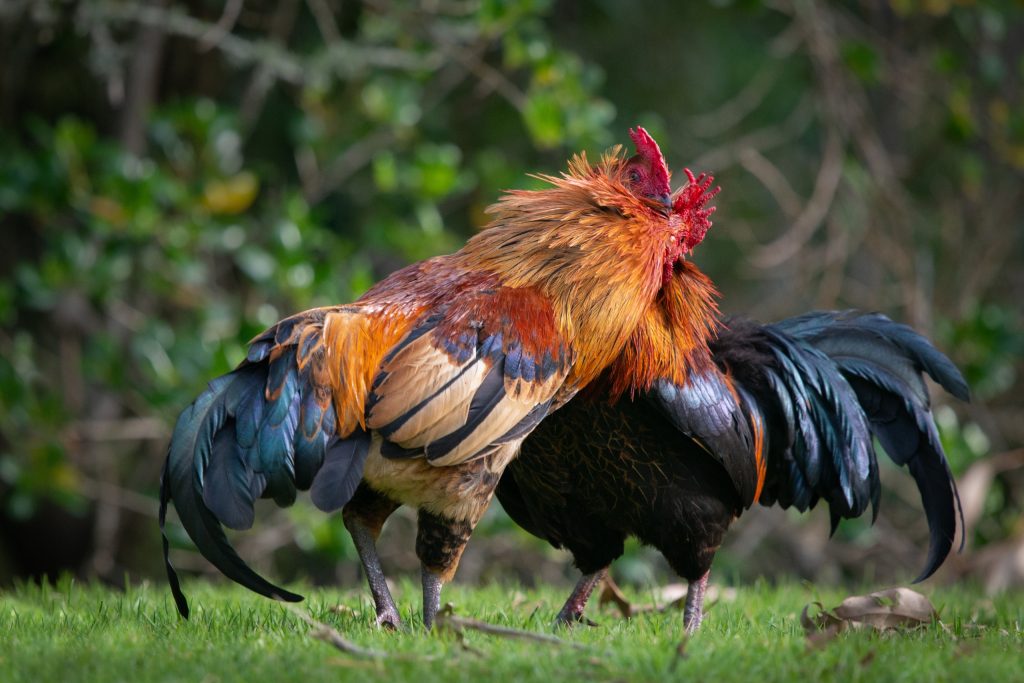 Hai chú gà trống đầy màu sắc đang đánh nhau