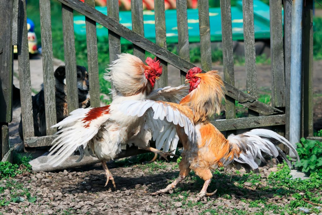 hai con gà trống mộc mạc tươi sáng đang chiến đấu trong sân trang trại với đôi cánh và bộ lông ngộ nghĩnh và chạy bằng đinh thúc ngựa