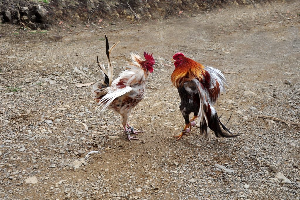 Game -Cock, Cockfighting - Truyền thống